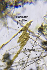 Bacillaria paxillifera