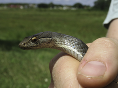 Cubophis cantherigerus