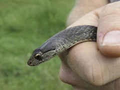 Cubophis cantherigerus