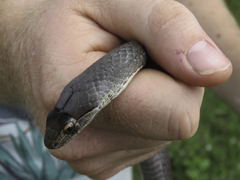 Cubophis cantherigerus