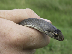 Cubophis cantherigerus