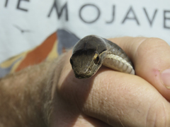 Cubophis cantherigerus