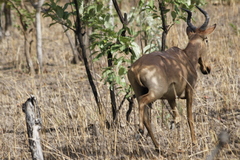 Alcelaphus buselaphus major