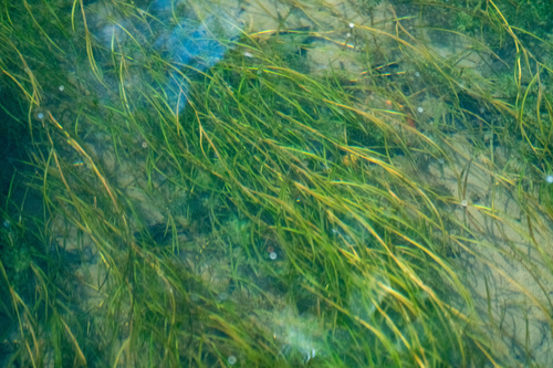 Potamogeton × orientalis iNat (3)