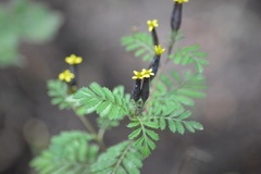 Tagetes foetidissima