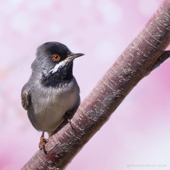 Curruca ruppeli