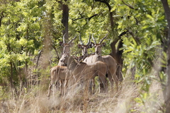 Tragelaphus derbianus
