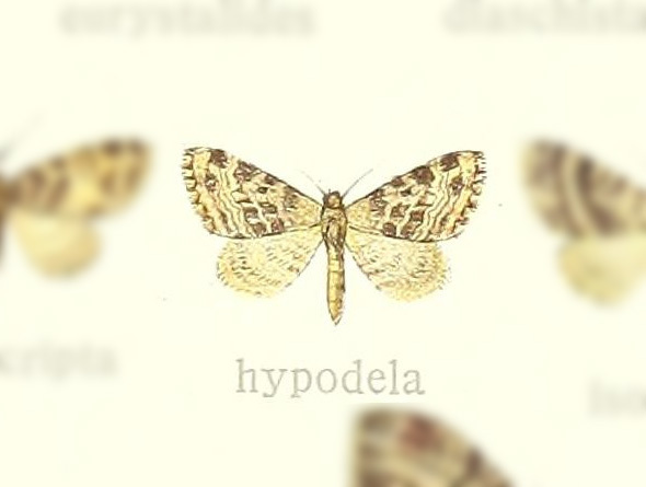 Pasiphilodes hypodela