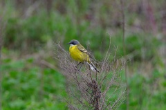 Motacilla flava cinereocapilla