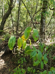 Philadelphus inodorus