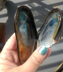 Mytilus californianus