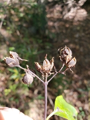 Philadelphus inodorus