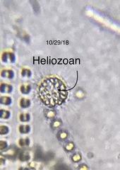 Heliozoa