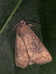 Condicini
