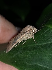 Condicini