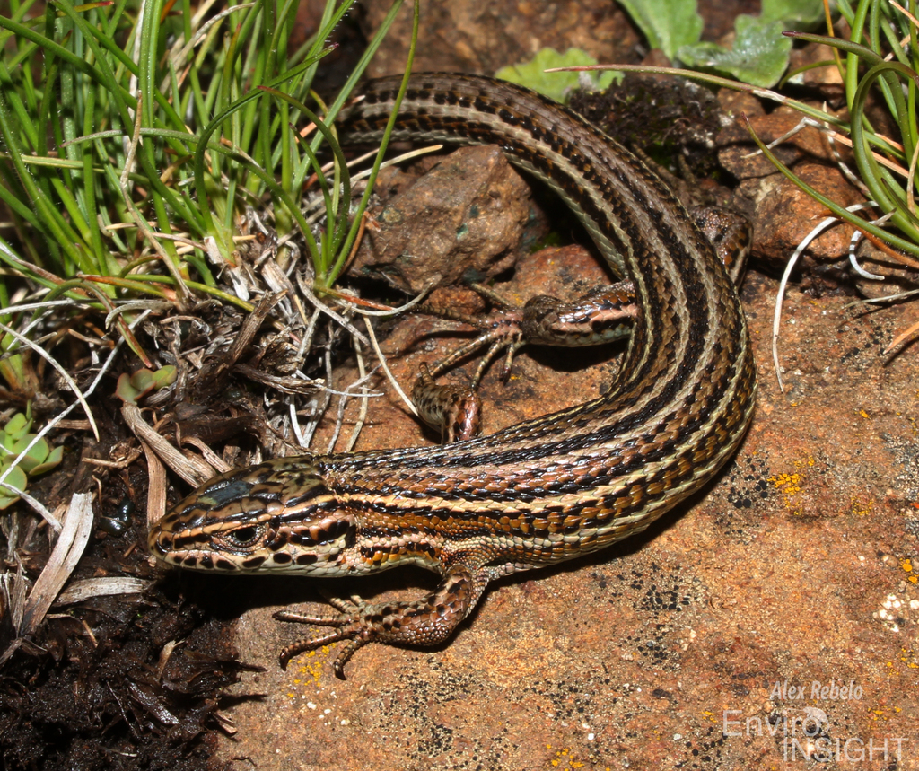 Essex's Mountain Lizard