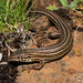 Essex's Mountain Lizard - Photo (c) Alex Rebelo, some rights reserved (CC BY-NC), uploaded by Alex Rebelo