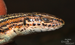 Essex's Mountain Lizard photo 2
