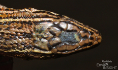 Essex's Mountain Lizard photo 3