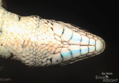 Essex's Mountain Lizard photo 4