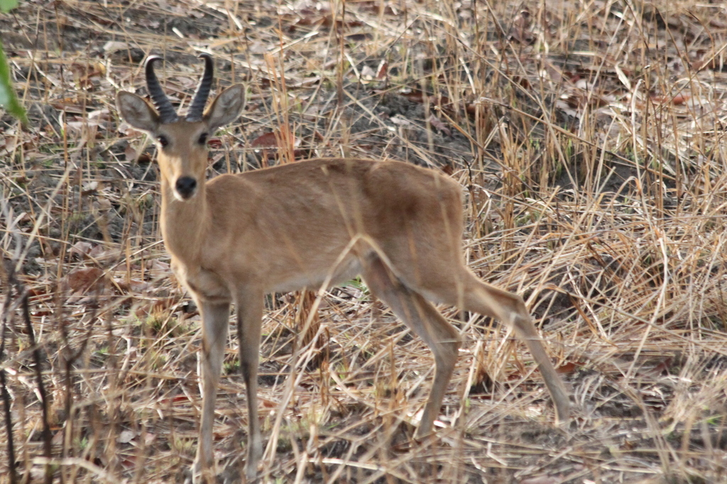 Redunca redunca, Benoue NP Kameroen, by elisebakker