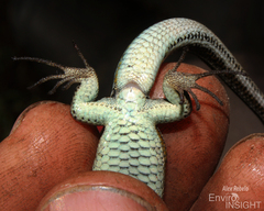 Essex's Mountain Lizard photo 5