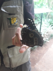Morpho helenor achillides