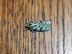 Izatha peroneanella