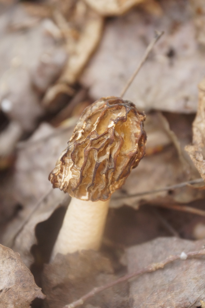 wrinkled thimble morel from Minsk, BYMI, BY on May 01, 2023 at 1256