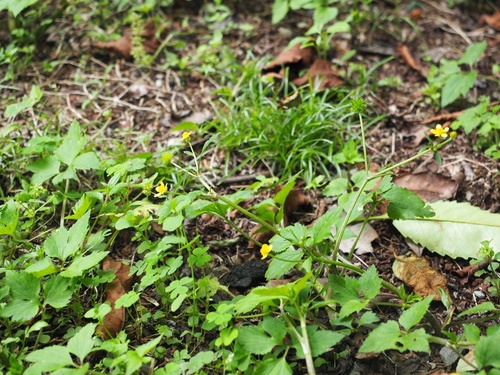 Ranunculus silerifolius iNat (1)