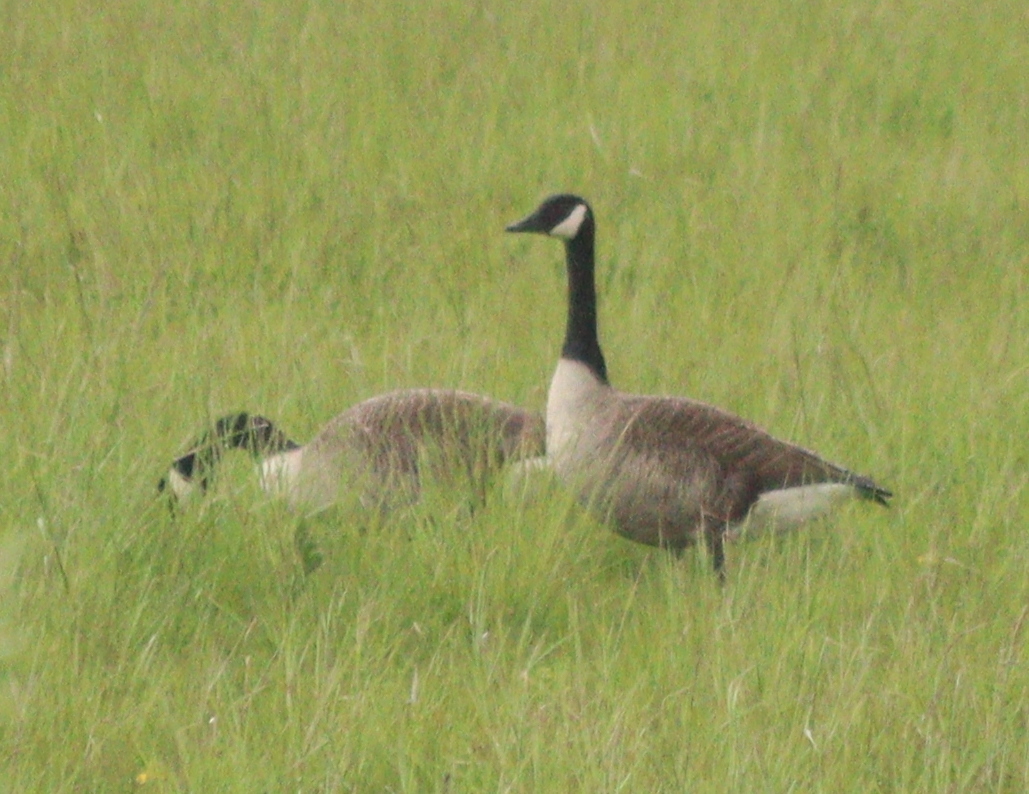 Canada Goose