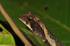 Incilius cavifrons