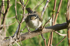 Phylloscopus tenellipes