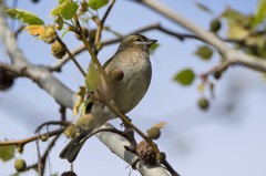 Fringilla coelebs