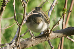 Phylloscopus tenellipes