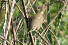 Phylloscopus tenellipes