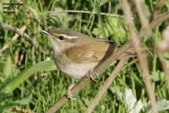 Phylloscopus tenellipes