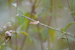 Choristostigma roseopennalis