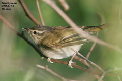 Phylloscopus tenellipes