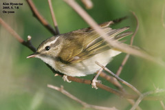 Phylloscopus tenellipes