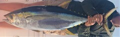Yellowfin Tuna