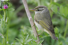 Phylloscopus coronatus