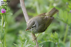 Phylloscopus coronatus