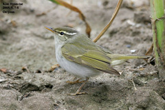 Phylloscopus coronatus