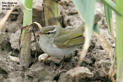 Phylloscopus coronatus