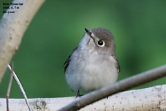 Muscicapa dauurica