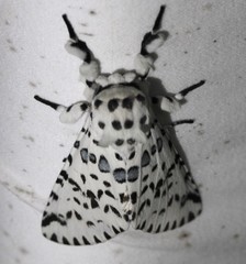Kamalia australis