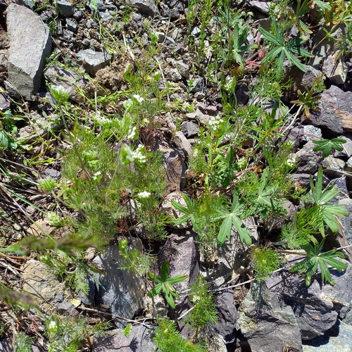 Scandix stellata (Scandix stellata)