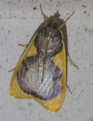 Prooedema inscisalis