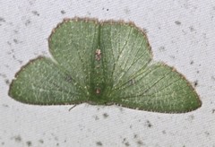 Eucyclodes metaspila